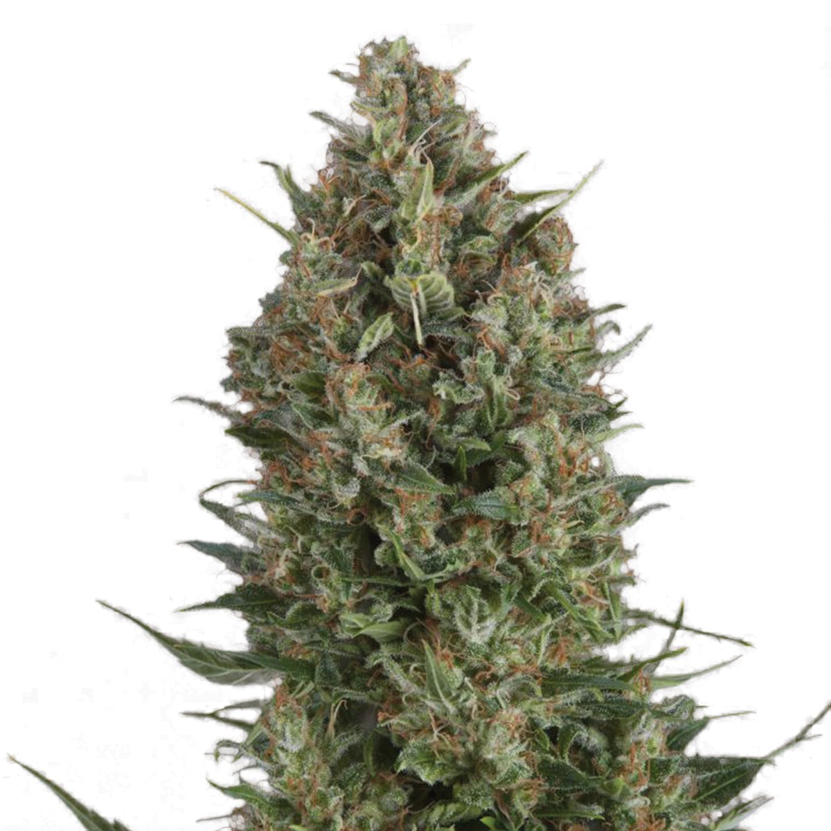 Wembley Feminized Pyramid Seeds Bank