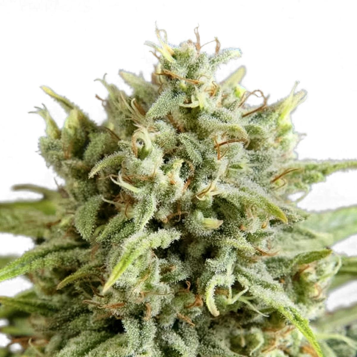 Fruity Jack Jack El Frutero Philosopher Seeds