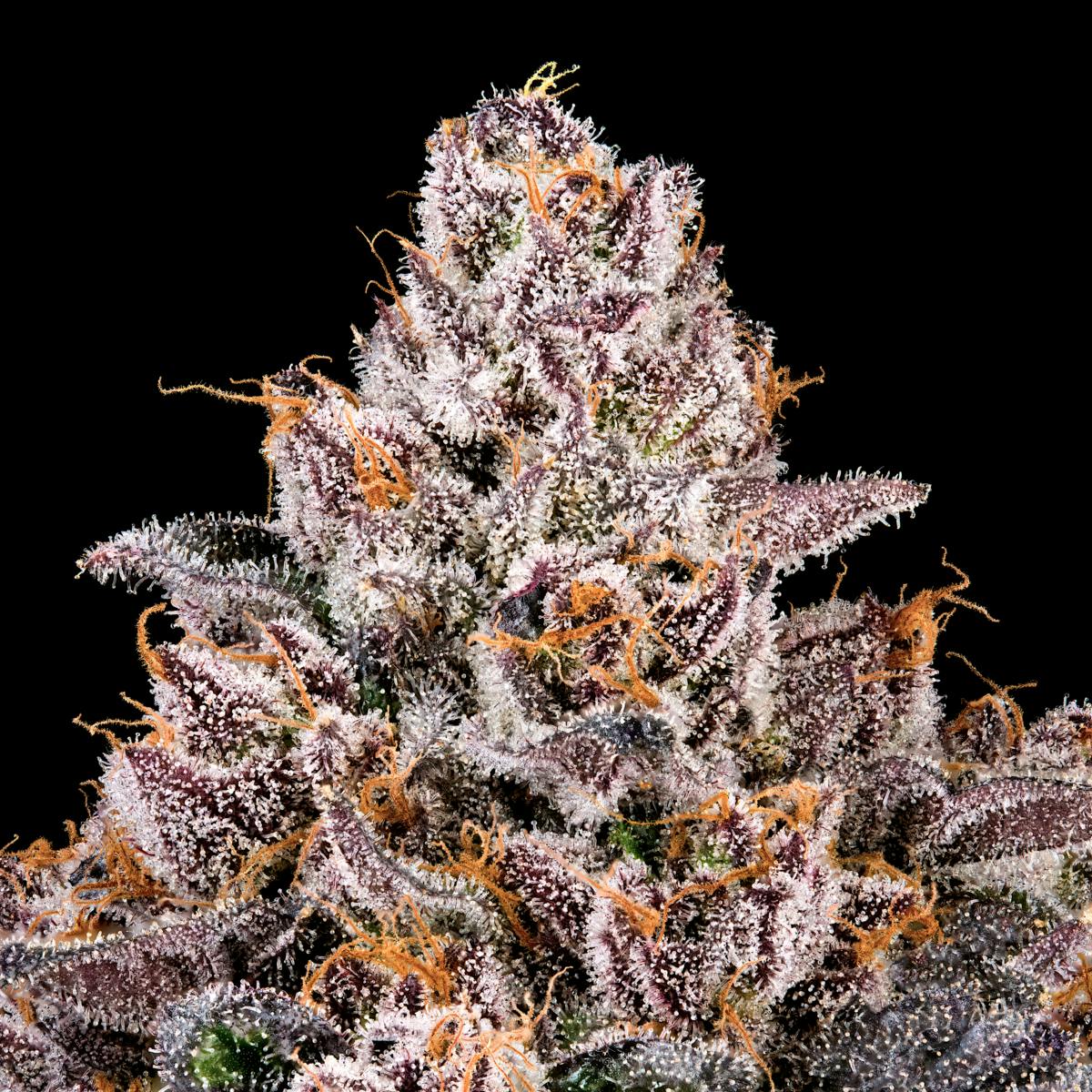 Pre-98 Bubba Kush x Runtz - Maven Genetics