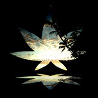 CBD For The People logo