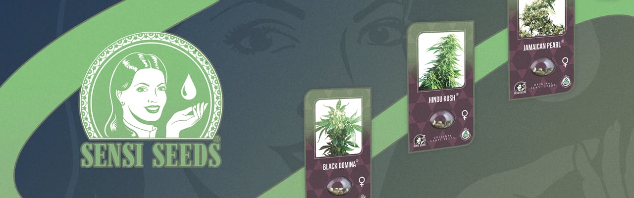 elfbar nachfüll pod läuft aus Sensi Seeds - Graines de cannabis - Graines de collections
