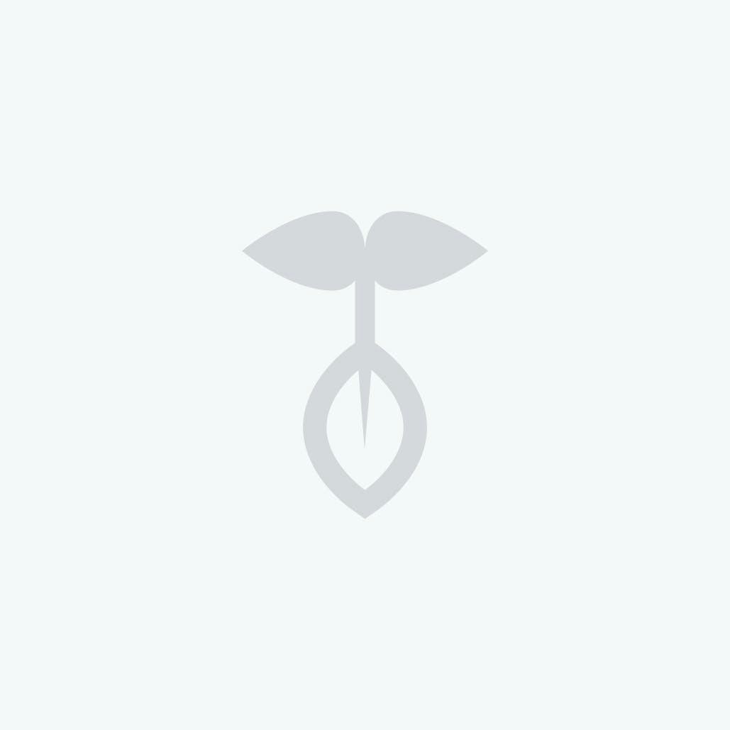 Caramel Cream (I) Feminized AUTO Seeds 5pk