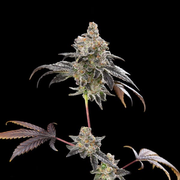 2G BOUTIQ SWITCH - Peach Ringz x Zkittles - Boutiq