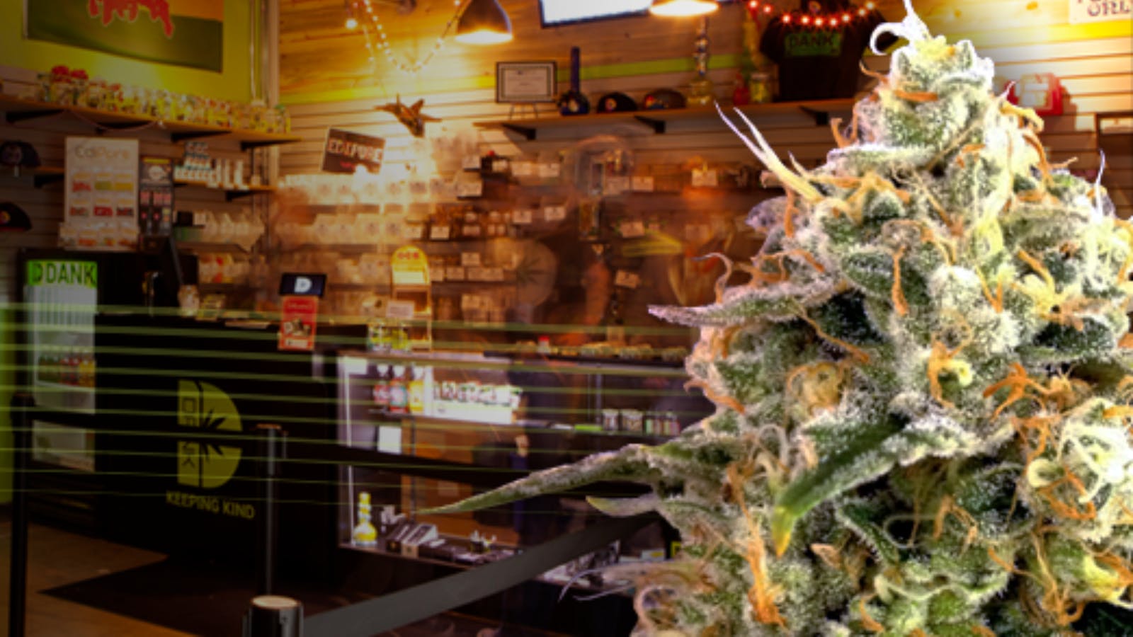 DANK Colorado - Adult Use Info, Menu & Deals - Weed dispensary Denver,  Colorado