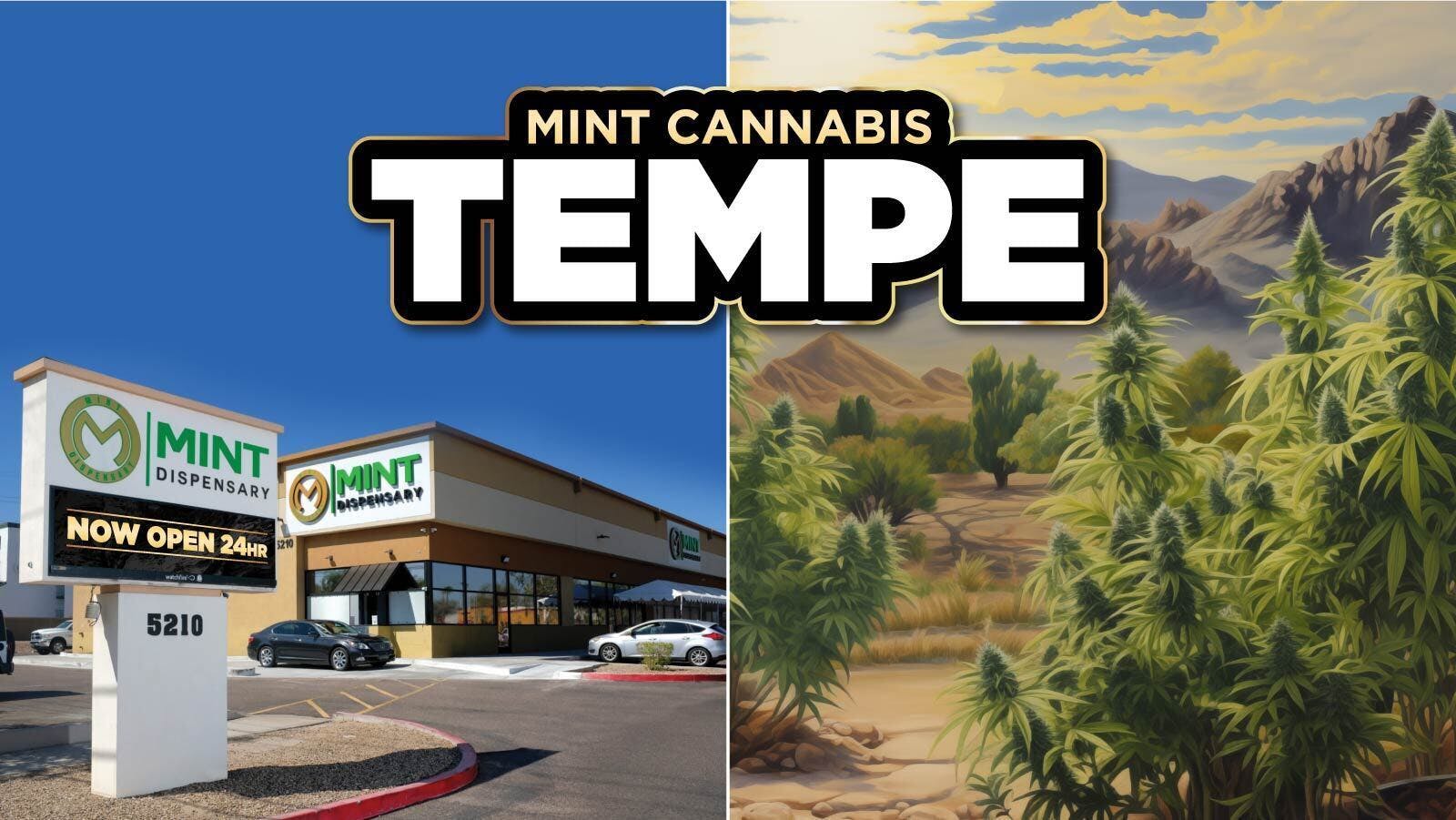 The Mint Cannabis - Tempe Shake Weed (Ground Flower) | Order Online