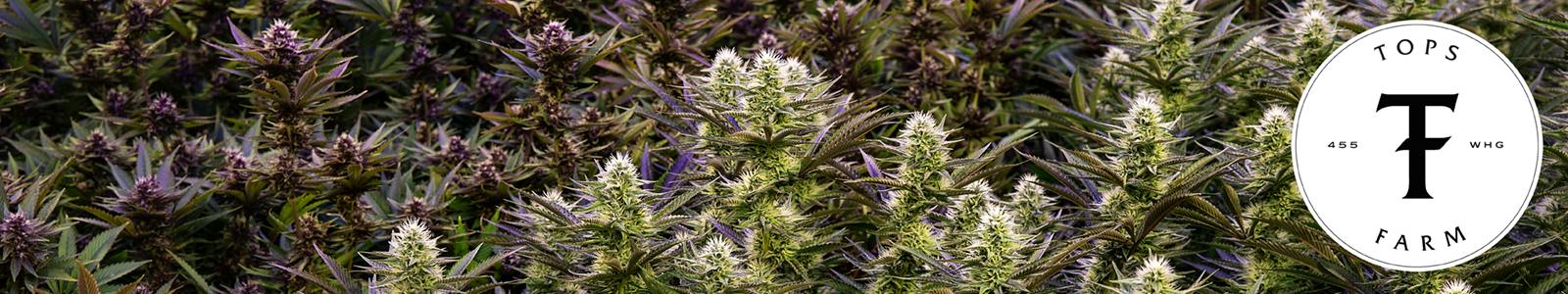 Tops Farm York — Dispensaries in York, ME