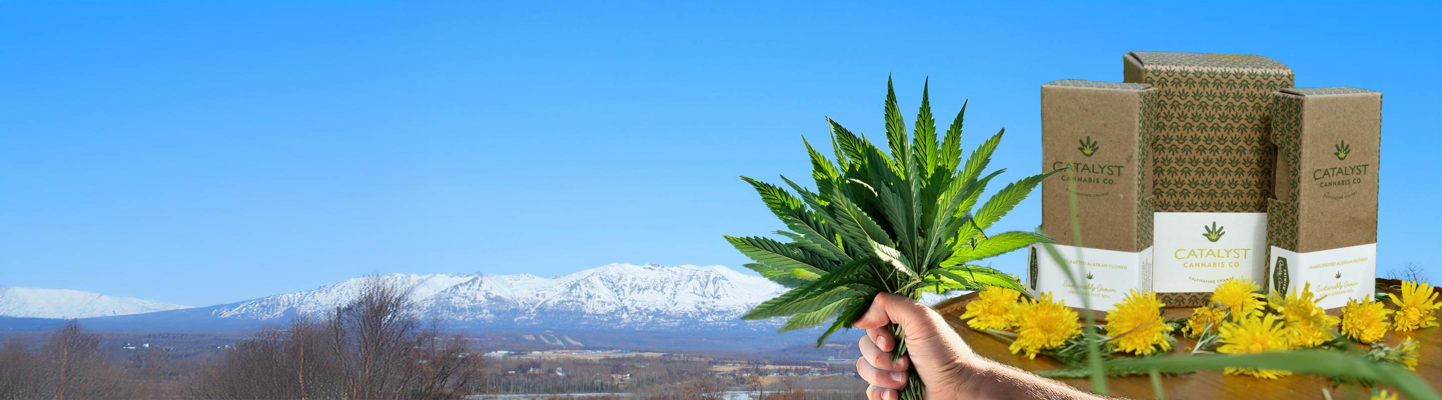Catalyst Cannabis Company - Spenard — Dispensaries in Anchorage, AK