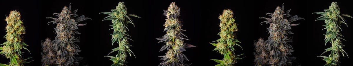 The Jive Dispensary - Tulsa — Dispensaries in Tulsa, OK