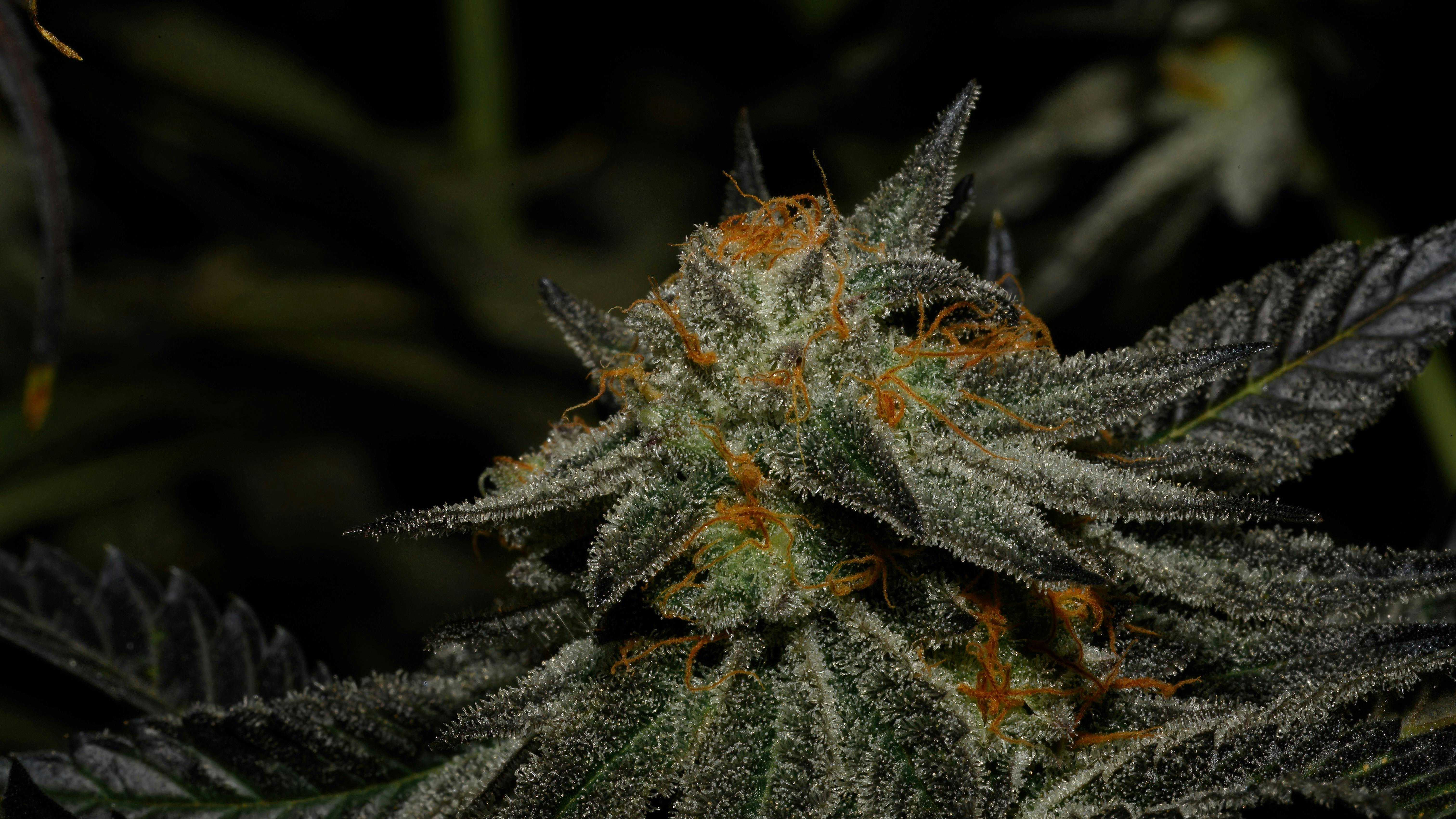 Streamside Remedies — Dispensaries in West Gardiner, ME
