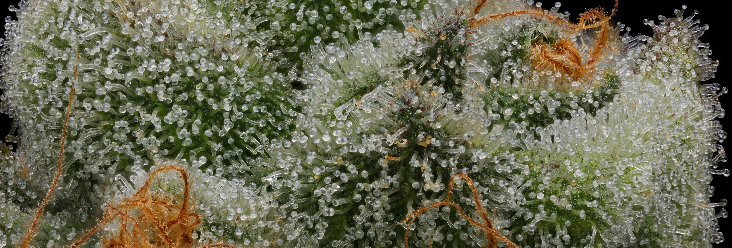 Prime Exotics Dispensary listing image