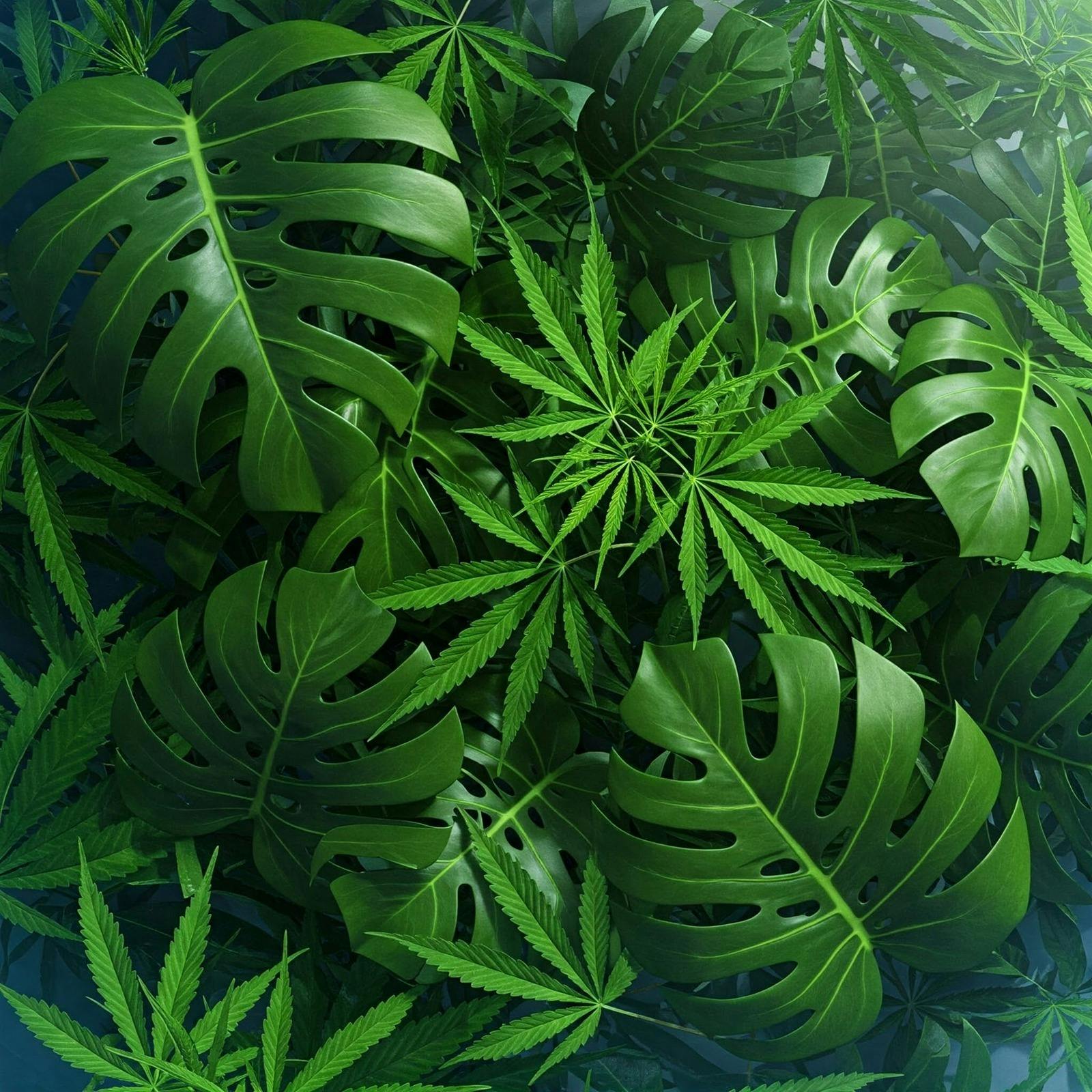 The Leaf — Dispensaries in Brattleboro, VT