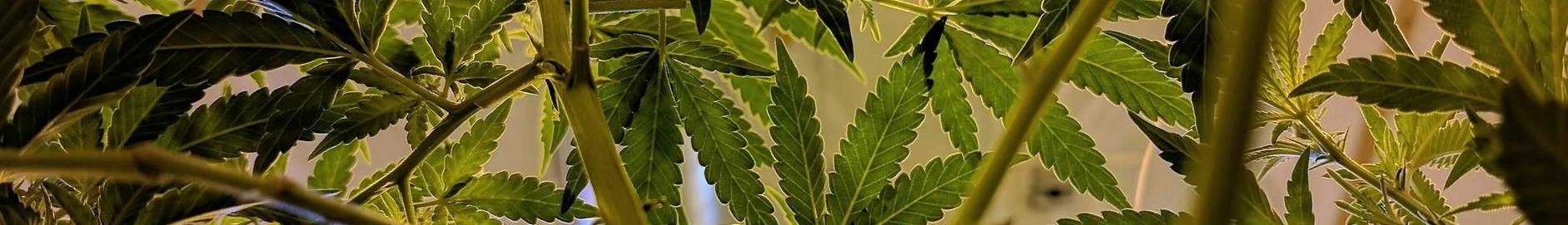 UURB Dispensary - Bozeman — Dispensaries in Bozeman, MT