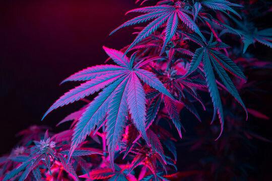 Fly High NM — Dispensaries in Albuquerque, NM
