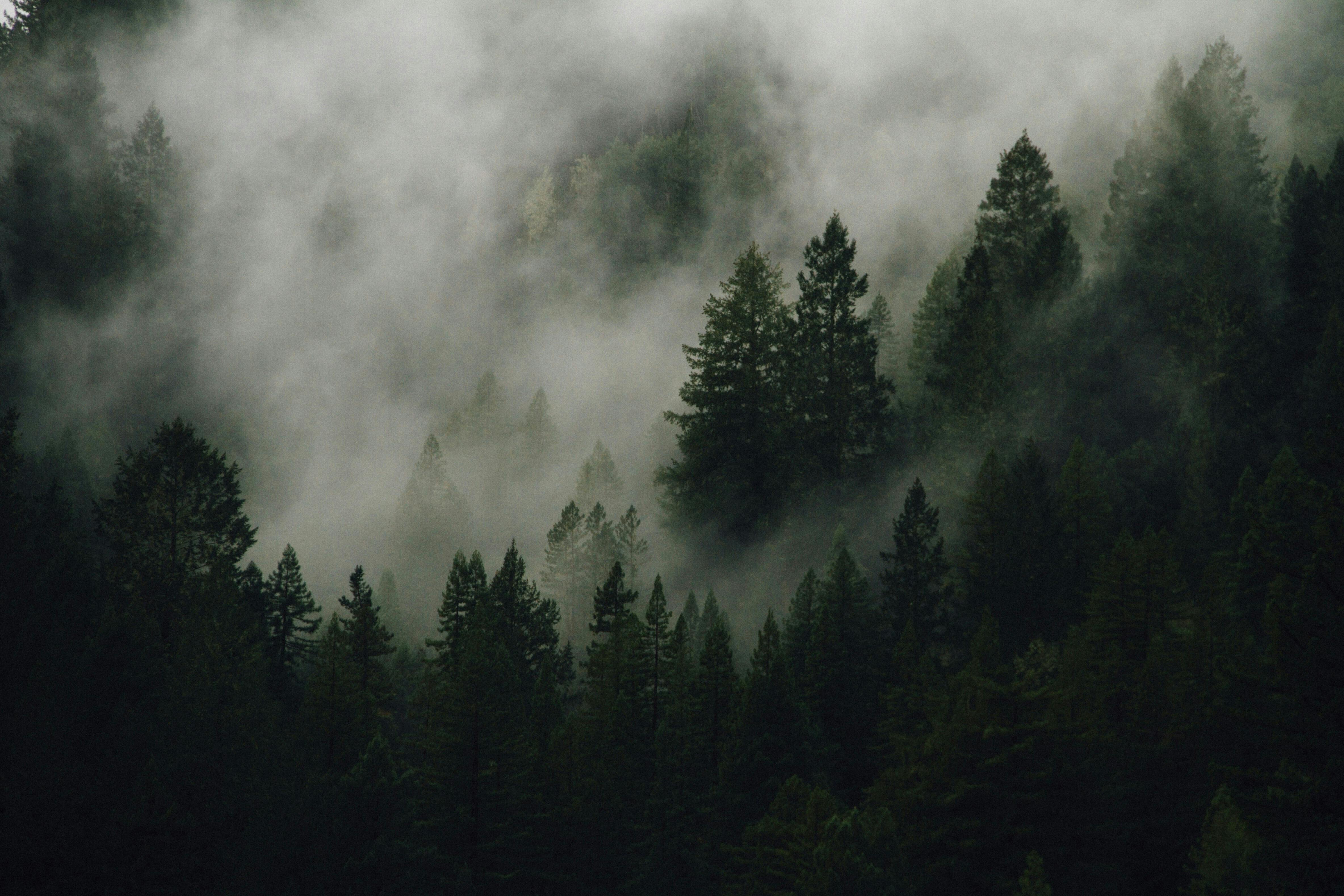 The Nest — Dispensaries in Whistler, BC