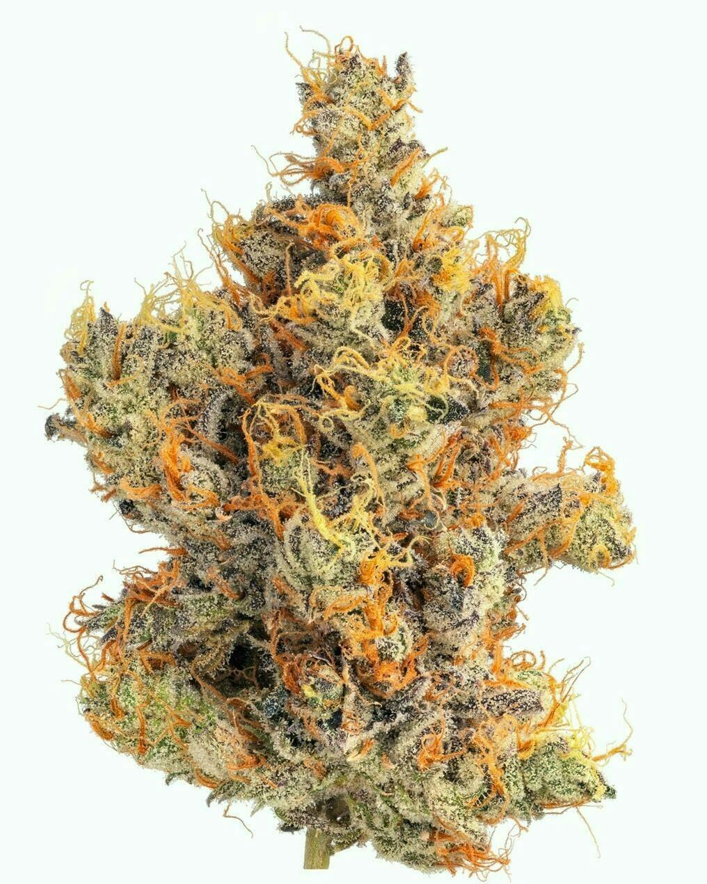 flower♪♪ Flower - 747 80/20 Sativa Dominant - Zero Gravity Cannabis