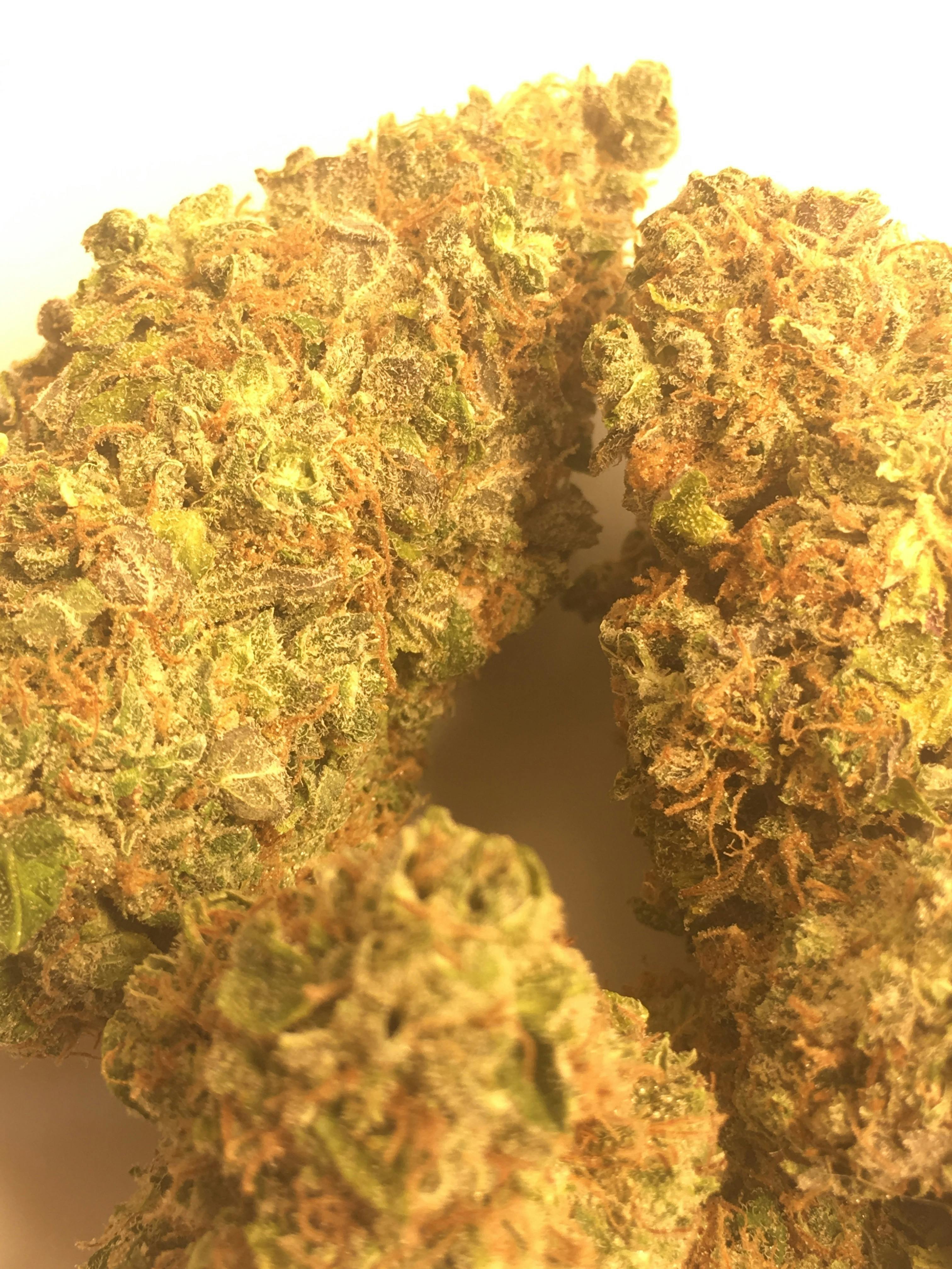 Arctic Herbery | OG Kush | Big Buds - Arctic Herbery