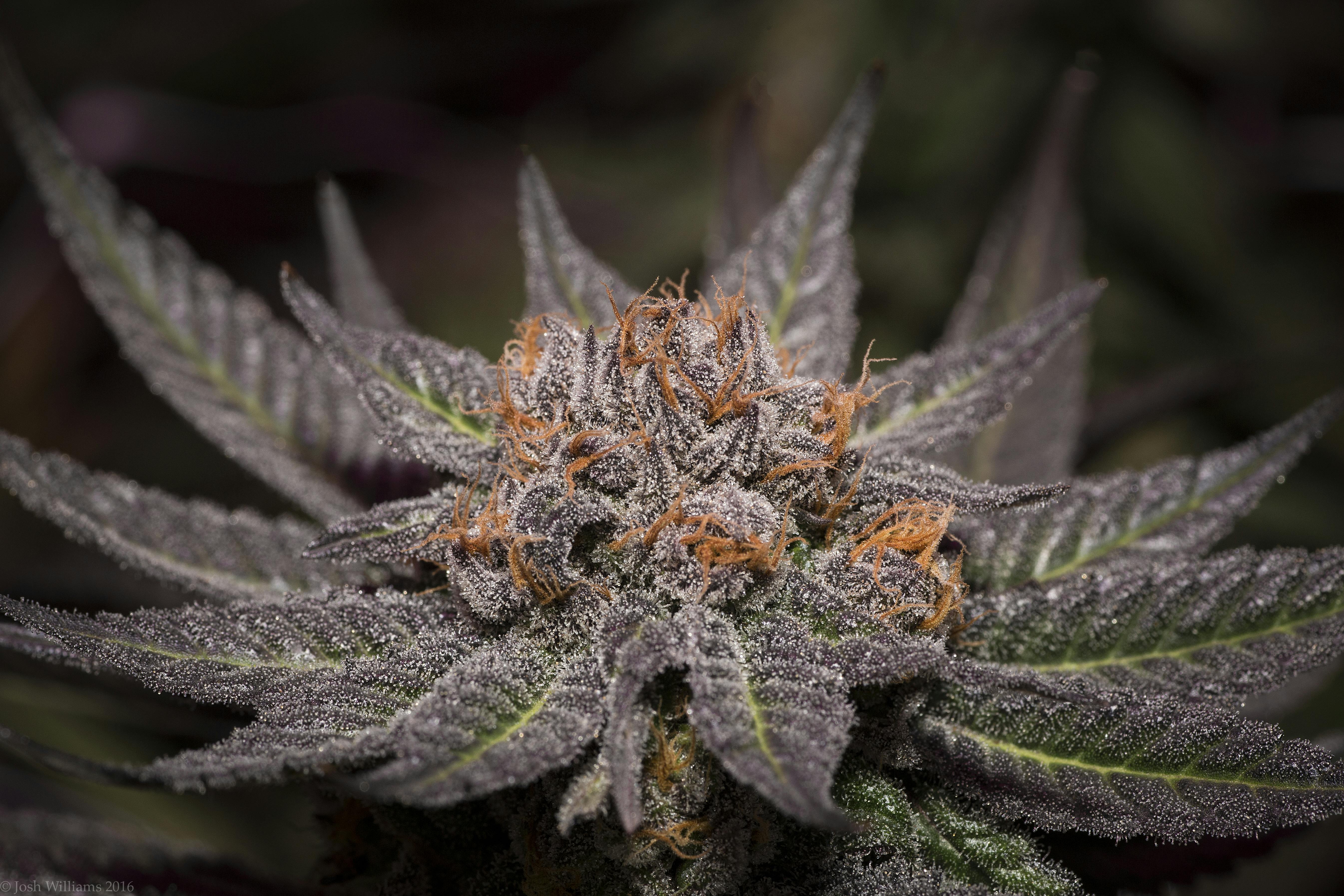 lavender glp 1 Lavender
