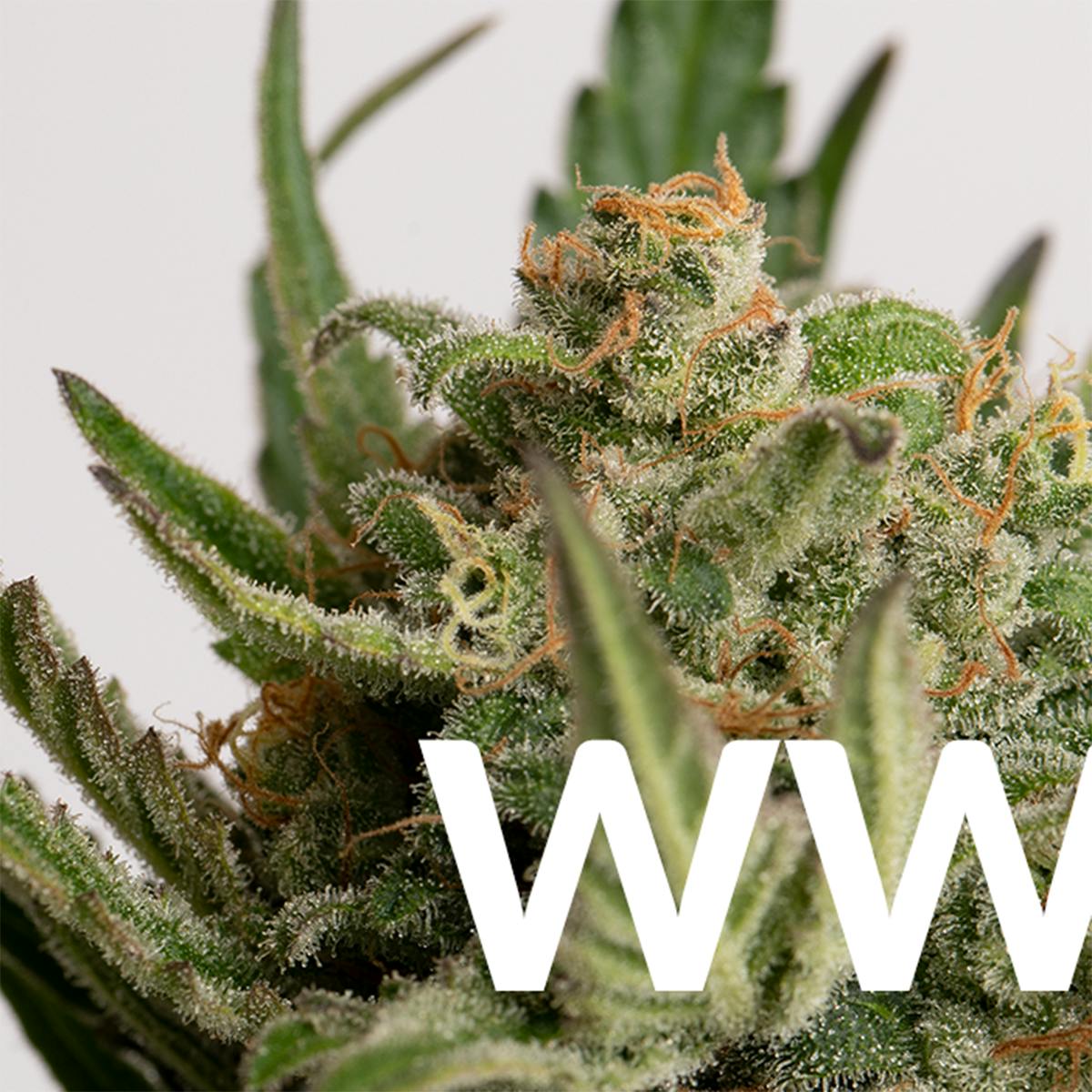 White Widow - R2C2