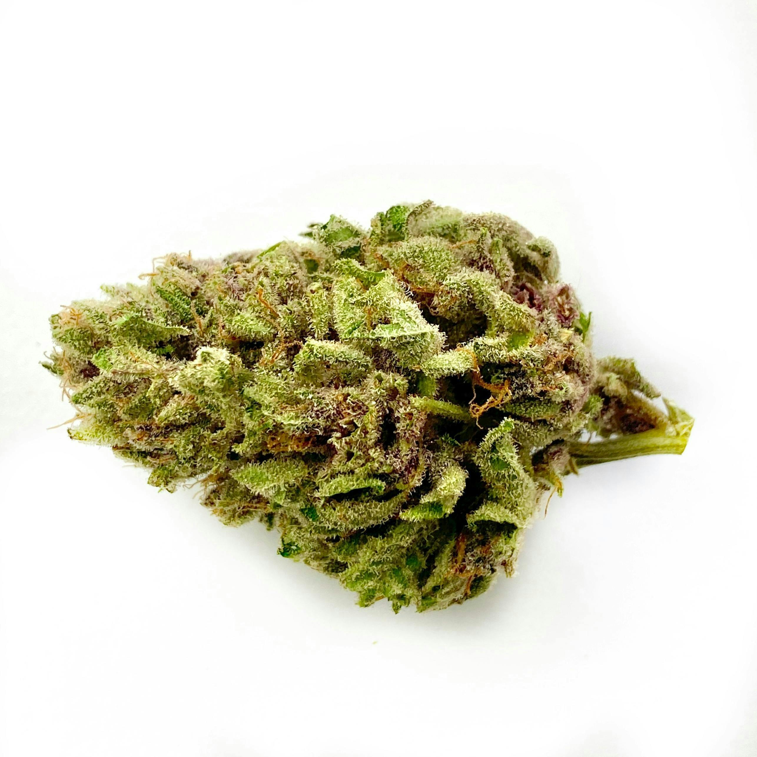 Tropicana Sunrise - Indico
