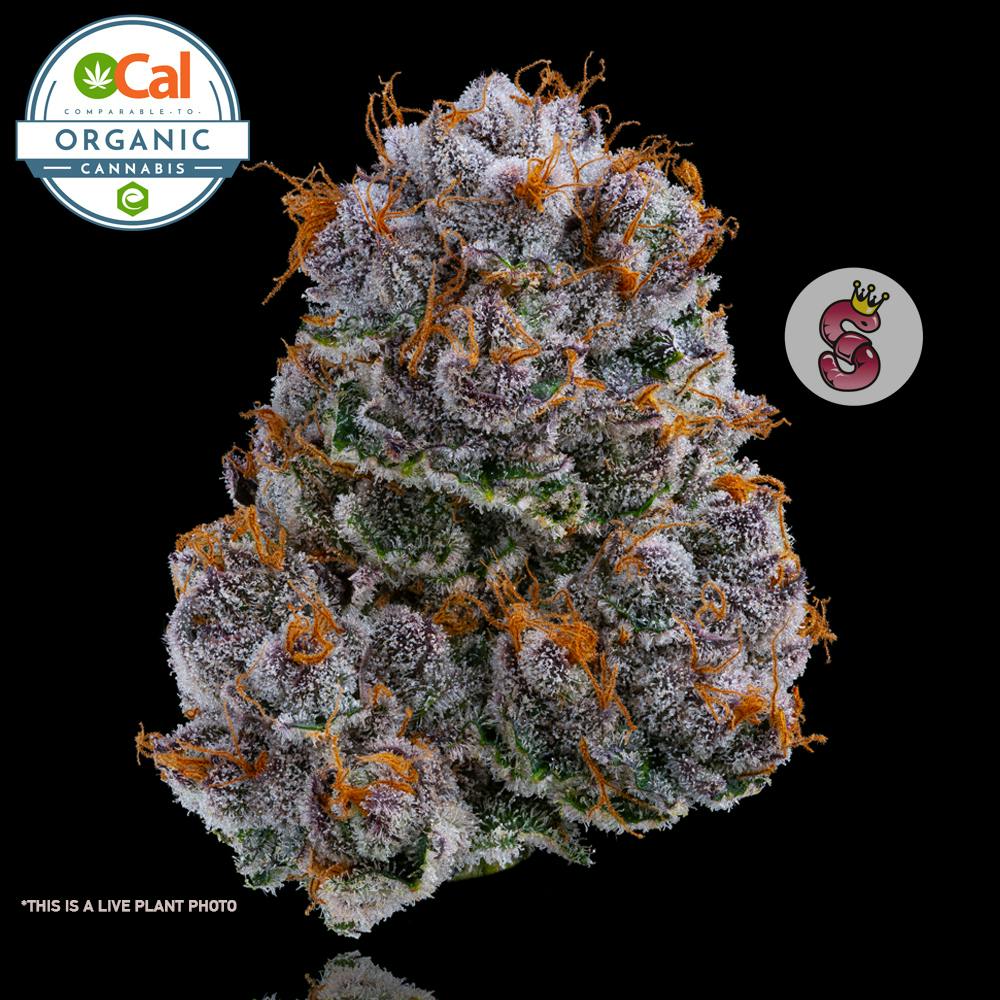 Mimosa⭐︎ Jungle Boys | Mimosa #26 - 3.5g Flower - Jungle Boys