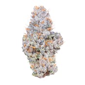 CONNECTED | GELATO 41 | FLOWER | 3.5G