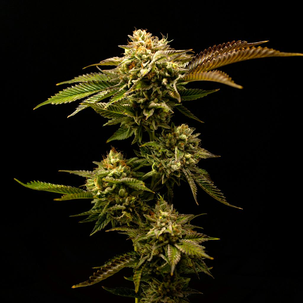 blueberryページ BLUEBERRY ZKZ — MAVEN GENETICS
