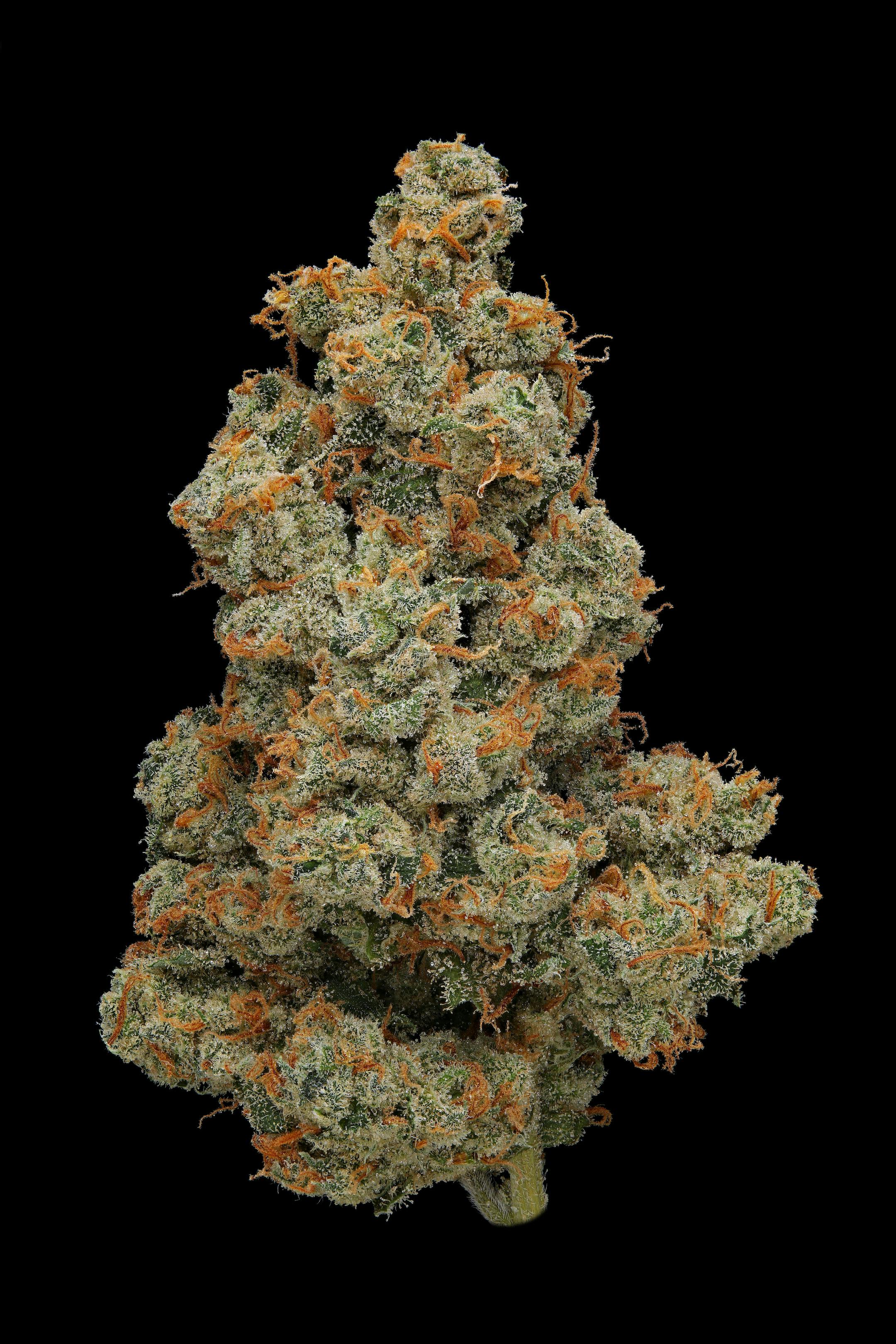 J1 Flower 1/8 - Clade9