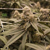 Grape Cream Cake - SnickleFritz - 28G