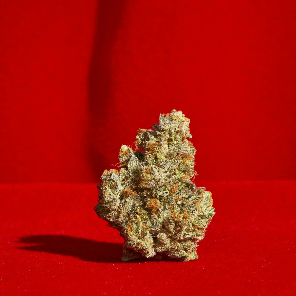 L.A. Rouge - Maven Genetics