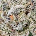 Maven - Black Diamond X Gold Blend - Cartridge - 1G