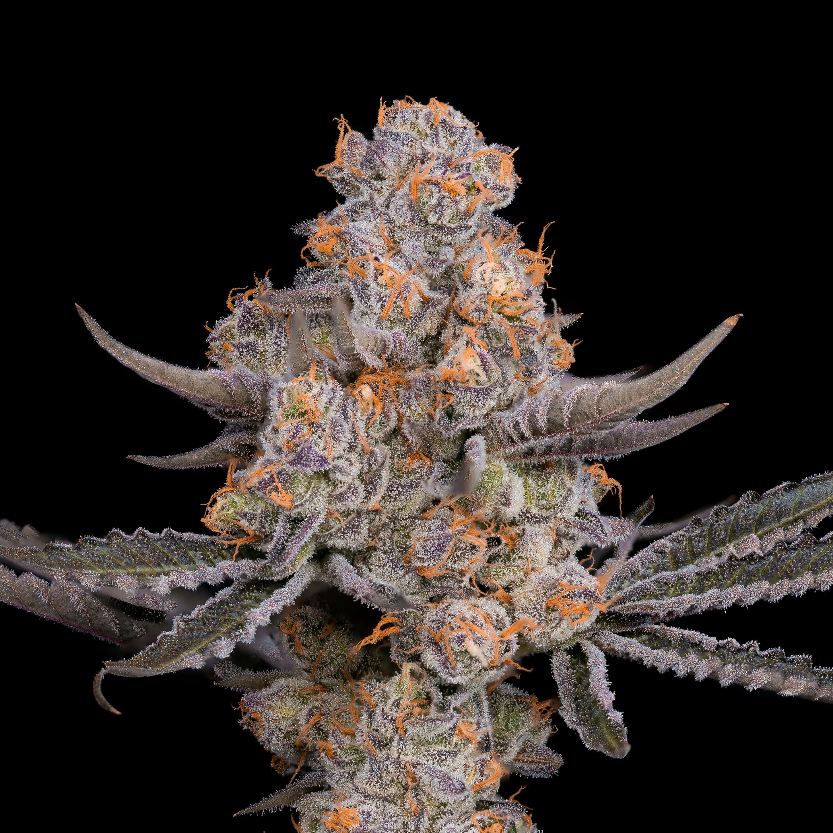 Pink Rozay - Cookies Canada