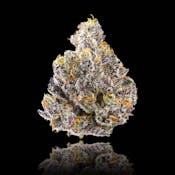 Maven - Golden Applez H - Flower - 14.0g
