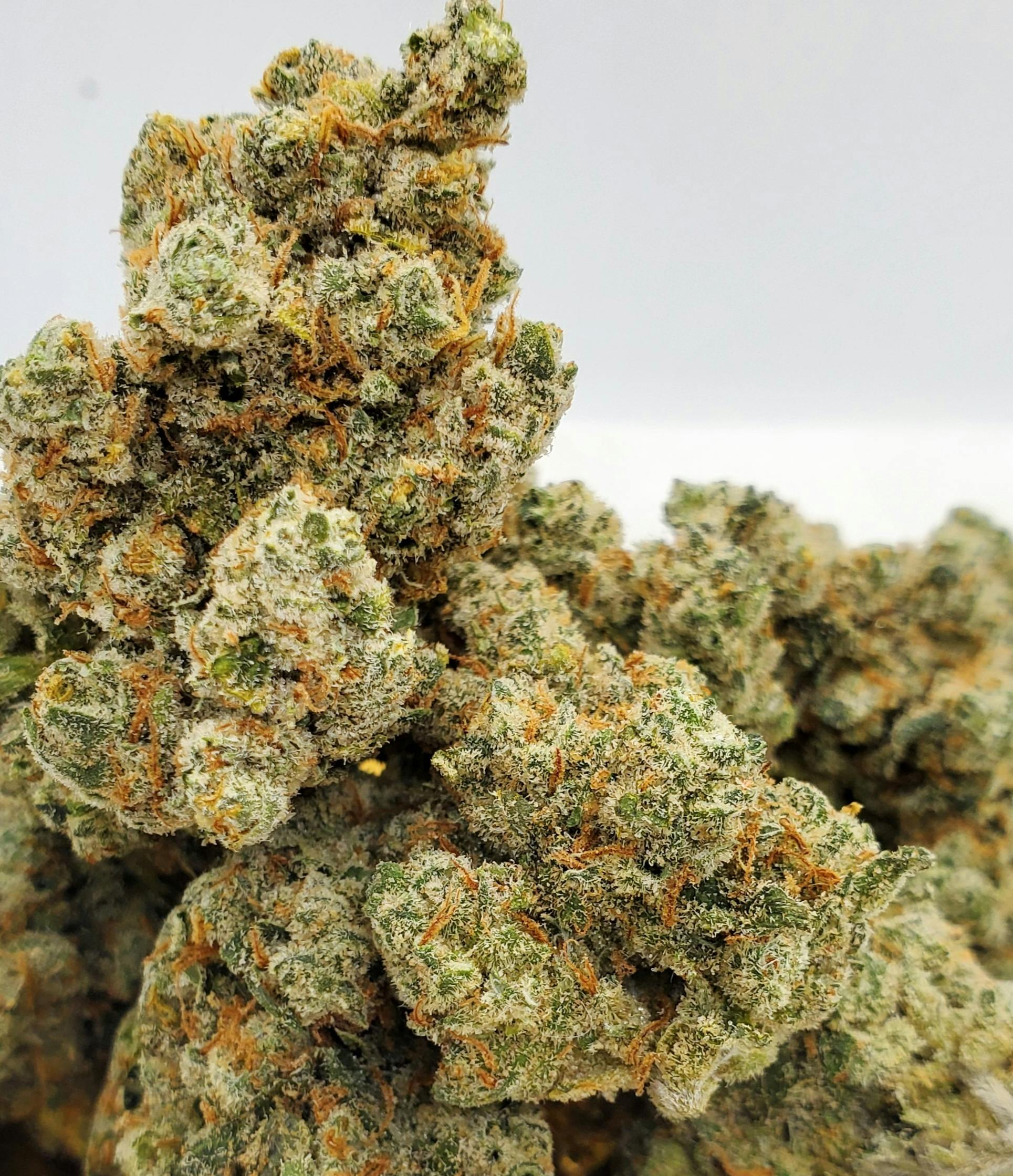 Alaskan Thunder Fuck - World Class Cannabis