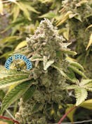 Moonbow 112 IX | FLWR POT | Bulk Flower