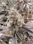 Bulk Flower | Flwr Pot | Deep Fried Ice Cream