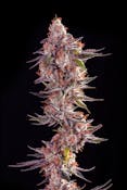 Decibel Gardens - Watermelon Punch H - Flower - 3.5g