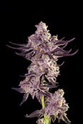 Decibel Gardens - Roswell 47 I - Flower - 3.5g