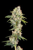 Decibel Gardens - Omerta OG I - Flower - 3.5g