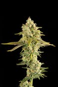 Decibel Gardens - Miyazaki Mango H - Flower - 3.5g