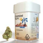Coastal Sun Flower 7g - Crumpets 31-32%