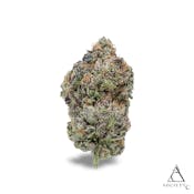 Jealous Cheesecake | Society C | Bulk Flower