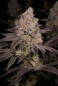Delighted | Dark Rainbow (Premium) | 3.5g