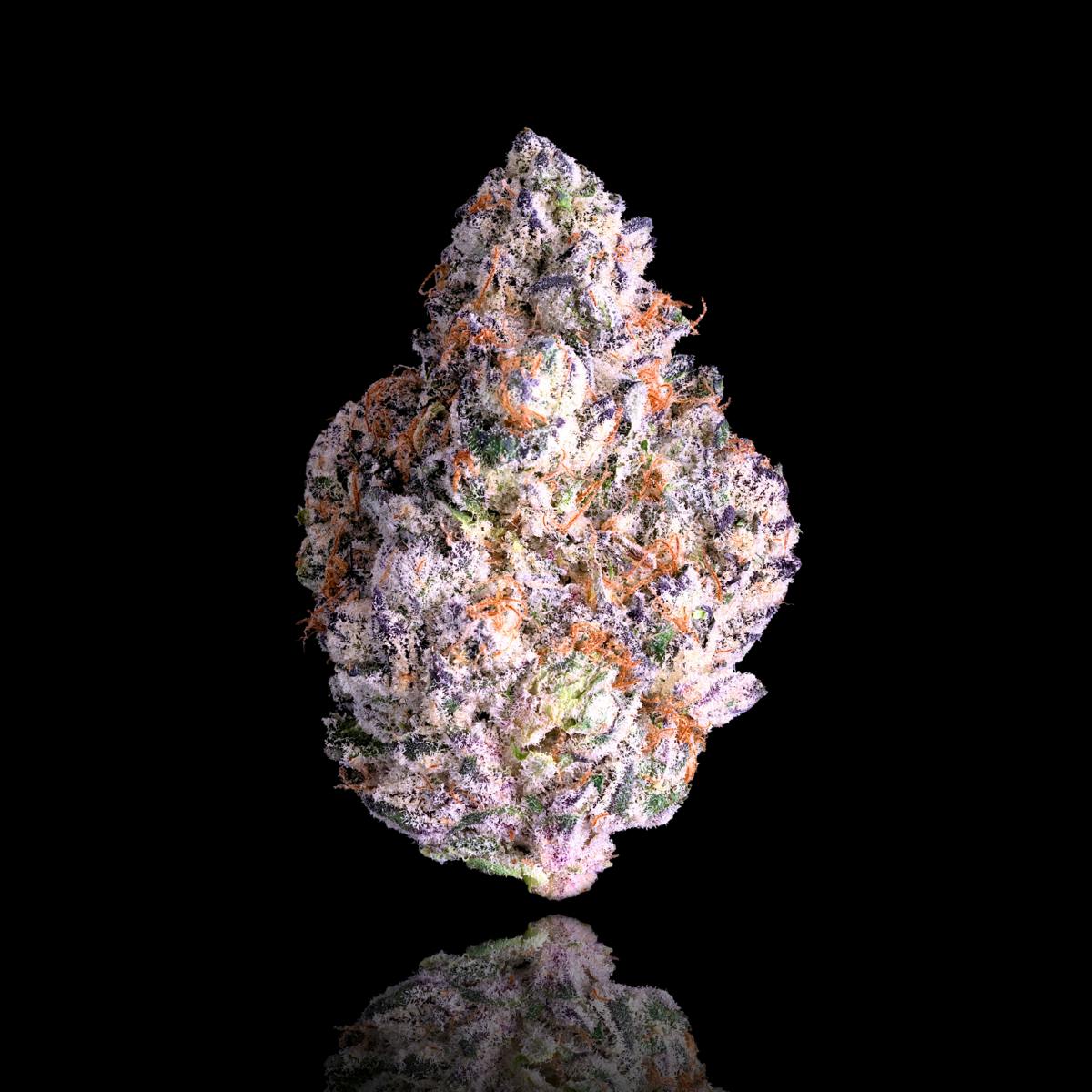Shangri-La - Maven Genetics