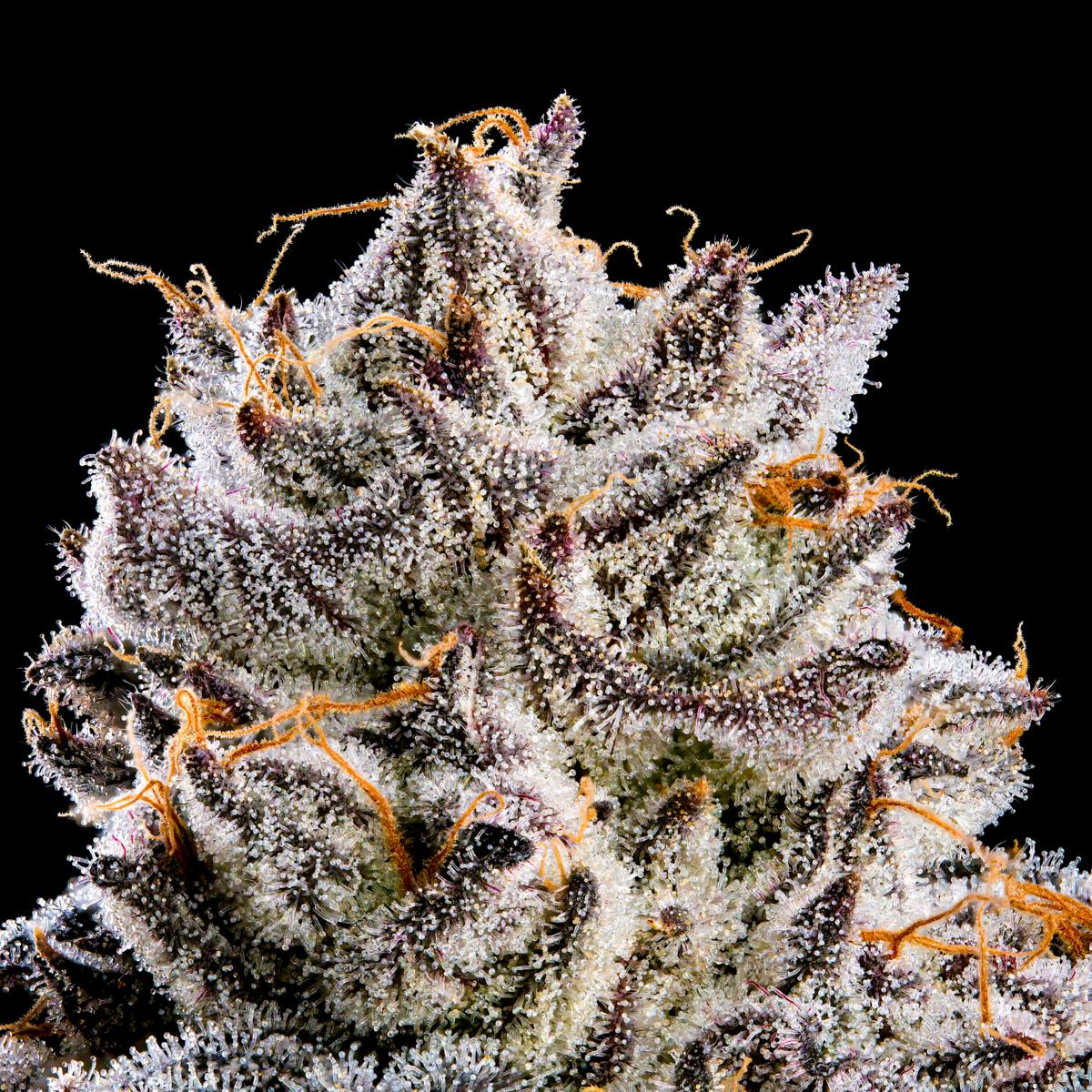 Shangri-La - Maven Genetics