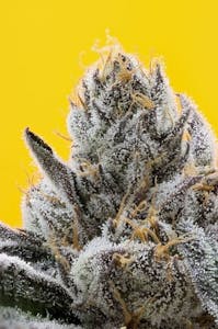 710 LABS - 710 Labs - Z Cubed #5 - Persy Flower - 3.5g