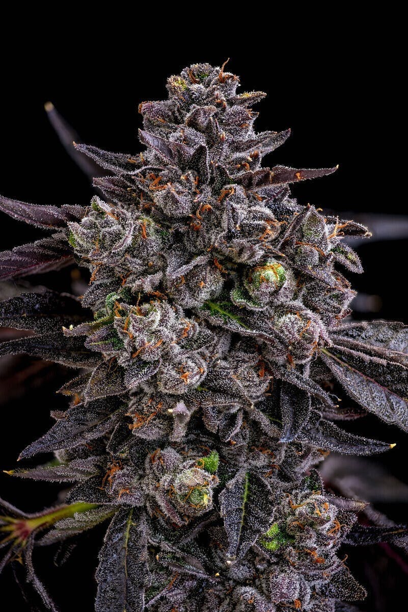 GDF: Flower | Jokerz #53 | 3.5g - GOOD DAY FARM