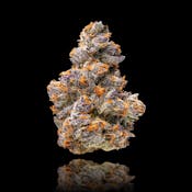 Maven Genetics - Orange Sapphire - Flower - Eighth