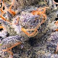 Maven - Flower - Orange Sapphire - 3.5G