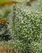 UPNORTH | DURBAN POISON | FLOWER | 3.5G