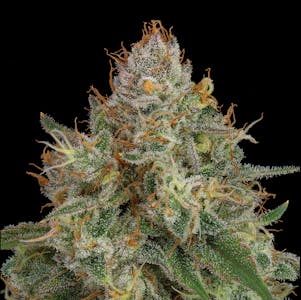 UpNorth - UpNorth - NF1 - 3.5g Flower